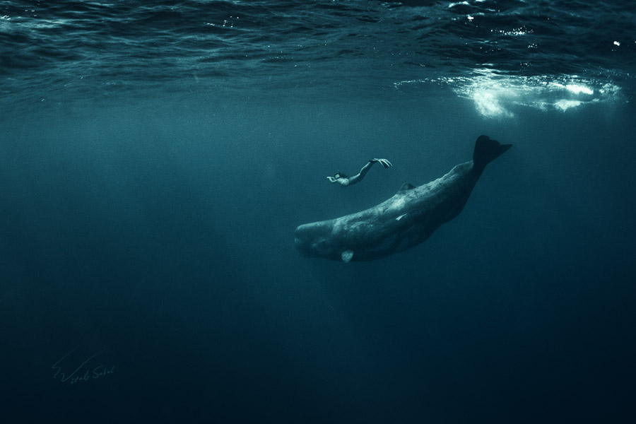 A freediver swimming near spermwhale underwater